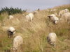 Sheeps in the mountains