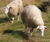 Two sheeps