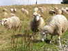 Sweet sheeps