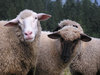 Black and White Sheeps