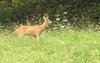Roe-deer