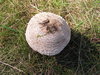 Parasol mushroom