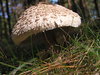 Parasol mushroom