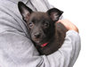 Doggy hug