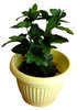 Flowerpot and the flower