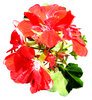 Flower power