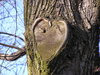 A tree's heart