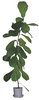 Fiddle-leaved fig