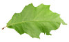Green leaf