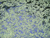 Duckweed