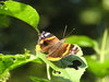 A butterfly