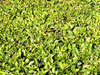 Bush texture