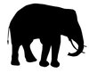 An Elephant