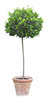 A plant