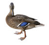 Mallard duck