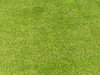 Grass texture