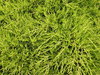 Needle tree texture