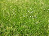 Grass texture