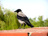 A bird on a wall