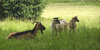 Goat and bucklings