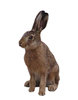 Hare