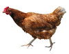 Just a hen