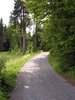 Forest road