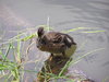 Bathing ducklings