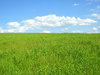 Meadow