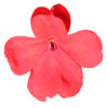Red flower