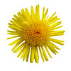 Yellow flower
