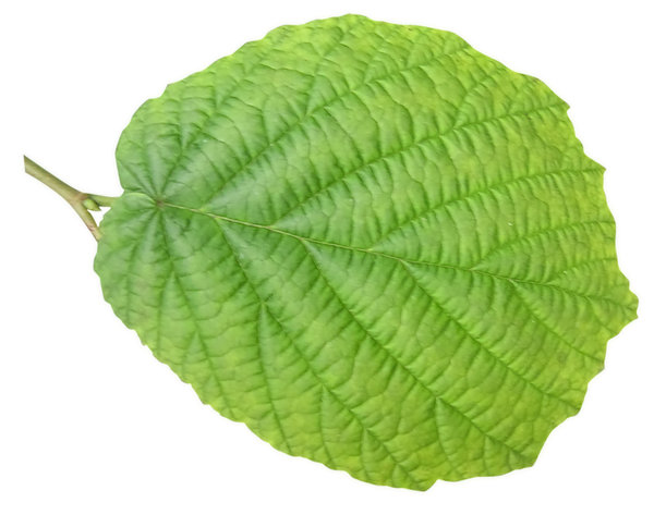 hazel tree leaves