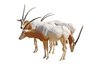 White Oryx