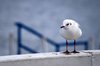 Seagull 1