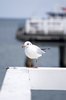 Seagull 3