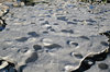 Fossil ammonites