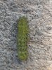 Caterpillar 3