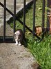 Cat and Mouse