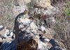 Lizzard in the desert 1