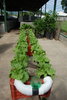 Hydroponic horticulture 2