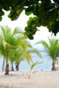 Palm trees  2