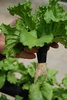 Hydroponic horticulture 4