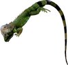 Lizard series 2