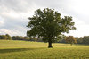 Summer parkland