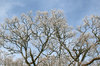 Frosty branches