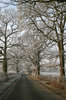 Frosty lane