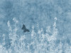 Blue Nature Grunge