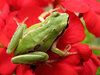 Green frog