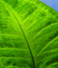 Green leaf closeup