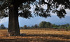 Large tree in field